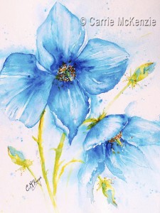 Blue-Meconopsis-16x12